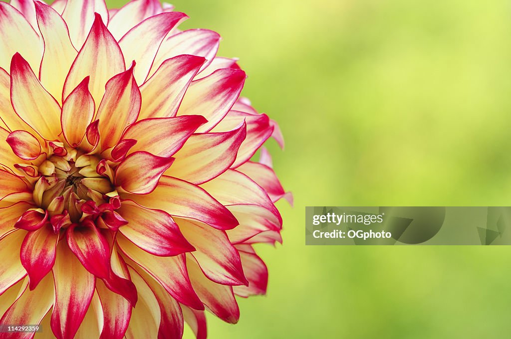 Red and Yellow Dahlia