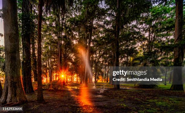 sunrise through the cypress forest in winter park - winter park florida stockfoto's en -beelden