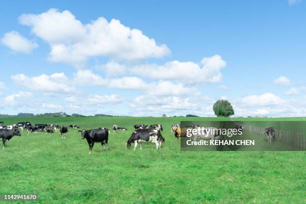 farm with cow - rancho fotografías e imágenes de stock