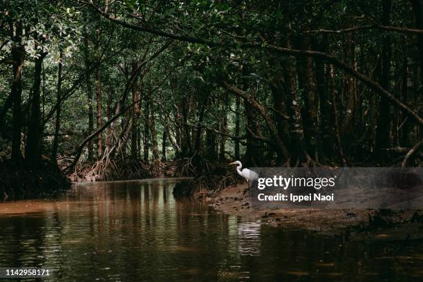 heron in mangrove forest, iriomote island, okinawa, japan - sumpf stock-fotos und bilder