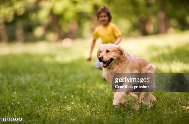 golden retriever running in spring day at the park. - dog running stock pictures, royalty-free photos & images