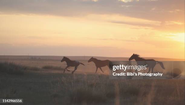 wild horses are running in the sunrise in inner mongoria - running horse stock-fotos und bilder