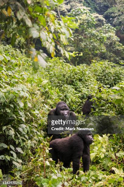 mountain gorilla in the wild - ゴリラ ストックフォトと画像