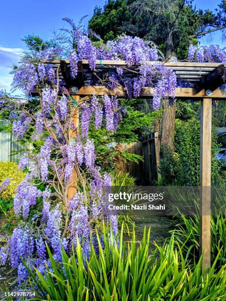 japanese wisteria - blåregn bildbanksfoton och bilder