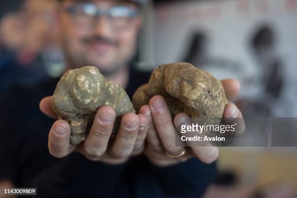 White truffle. Tuber Magnatum Pico, collected in the local woods and on sale during the November fair.