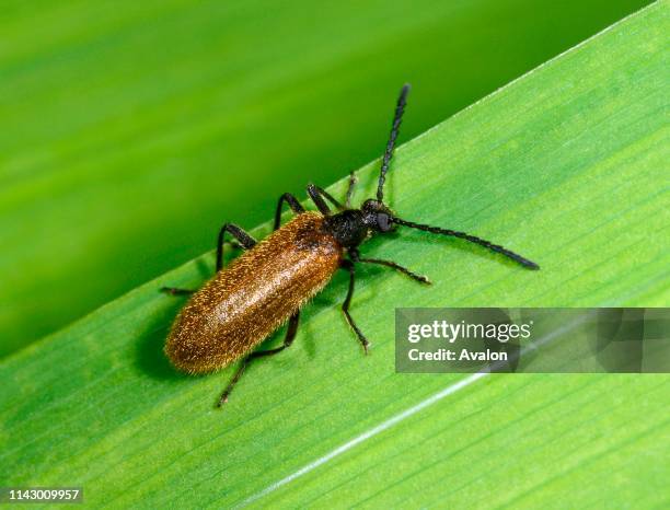 Close-up of a Darkling beetle resting on a leaf in a Norfolk garden in summer, UK.