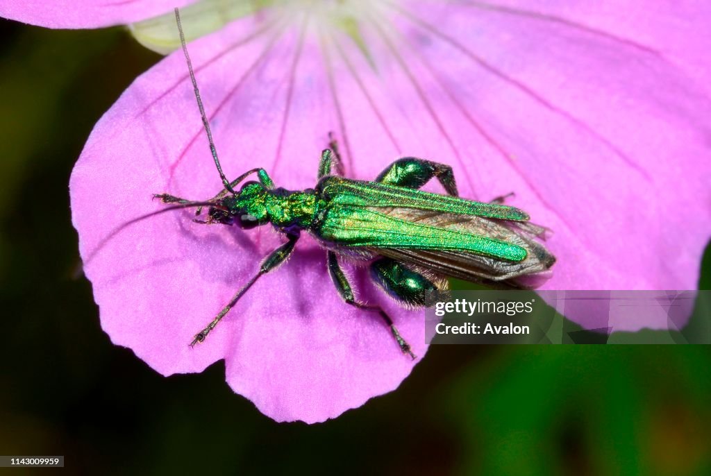 Close-up of a male Swollen-thighed beetle (Oedemera nobilis) resting on a pink flower in dry meadow habitat in Croatia Europe in summer. This striking metallic green beetle is common in many habitats. Only the male has the distinctive swollen hind-legs.