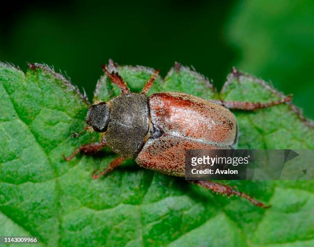Close-up of a Welsh chafer resting on a leaf in a Norfolk garden in summer, UK.