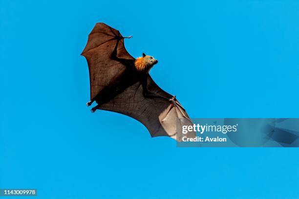 Grey-headed Flying Fox Pteropus poliocephalus.