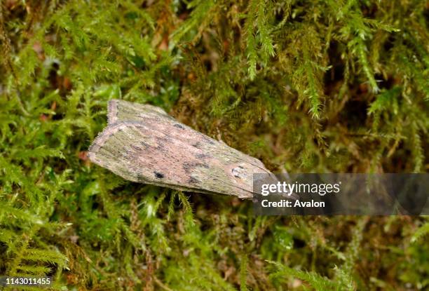 Close-up of a bee moth resting on moss in a Norfolk garden in summer. In nests of bees and wasps and found throughout the UK. Sexually dimorphic.