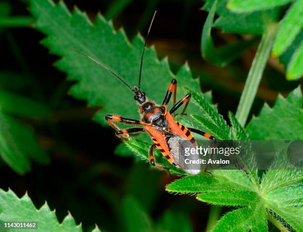Close-up of a striking red and black Assassin bug resting on a leaf in a woodland margin in Croatia, Europe in summer.