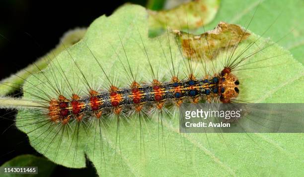Close-up of a Gypsy moth larva, on the underside of a leaf in a bushy habitat in Croatia, Europe. The lara is considered a pest in Europe.
