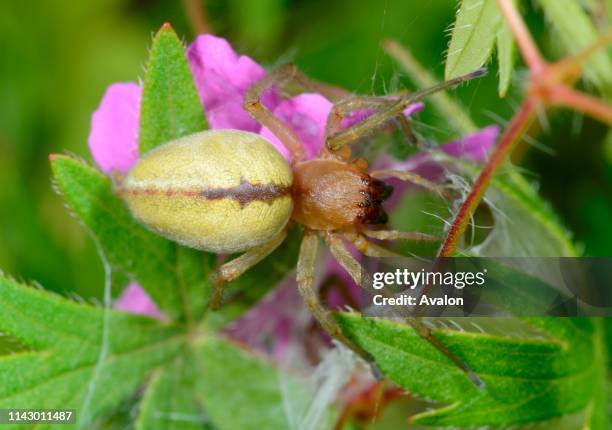 Close-up of a female Yellow sac spider resting on foliage in a dry meadow habitat in Croatia, Europe.