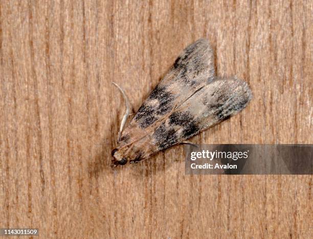 Close-up of a Ash-bark Knot-horn moth resting on a wooden panel in a Norfolk garden in late summer.