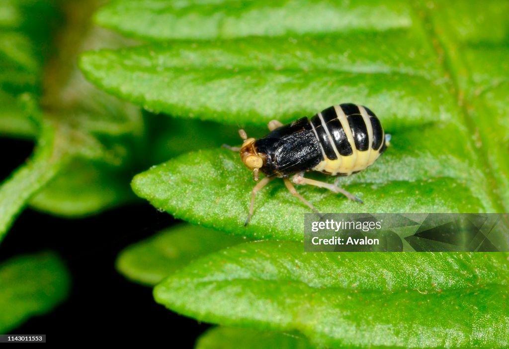 Issidae Close-up of a female Issid planthopper resting on a bracken frond in ...