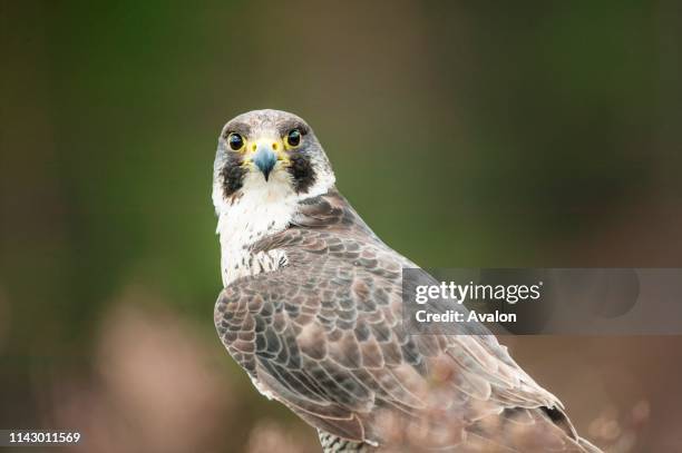 Peregrine Falcon close-up on a tree.