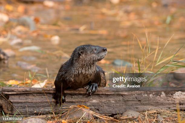 North American River Otter adult looking over drift wood on river bank, Montana, USA, October, controlled subject.