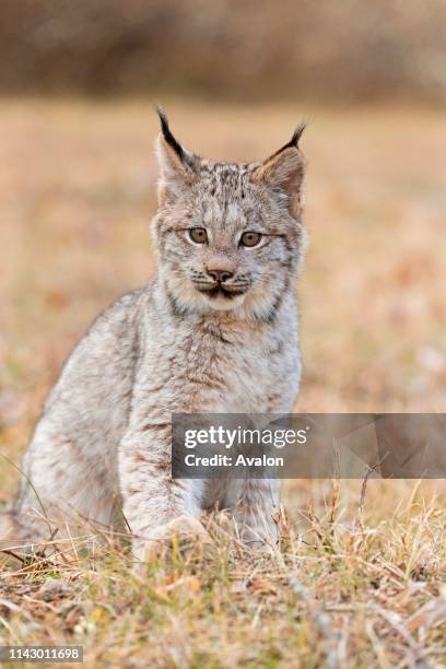 Canadian Lynx cub sitting on grassland, Montana, USA, October, controlled subject.