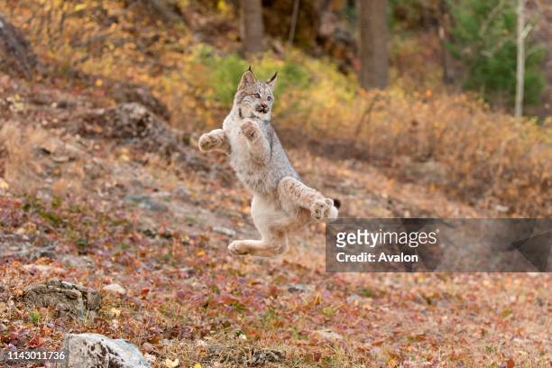 Canadian Lynx cub jumping in air in failed attempt to catch flying bird, Montana, USA, October, controlled subject.
