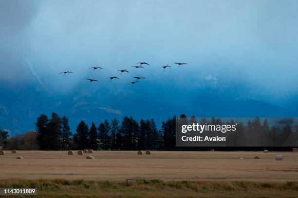 Sandhill Crane flock flying coming in to land on wheat field, Kalispell, Montana, USA, October.