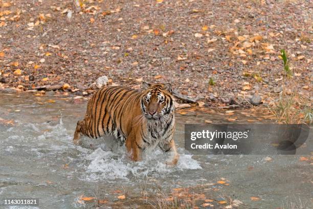 Siberian Tiger adult standing in water, controlled subject.