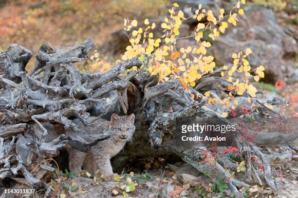 Canadian Lynx cub standing at entrance to den under fallen tree, Montana, USA, October, controlled subject.