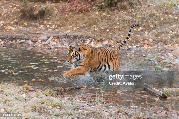 Siberian Tiger adult running through water, controlled subject.