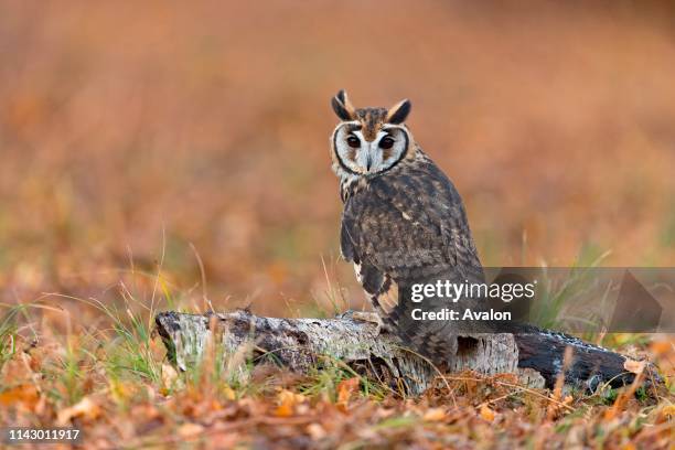 Striped Owl adult perched on log on ground, November, controlled subject.