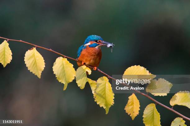 Common Kingfisher adult male perched on branch with autumn leaves with Three-spined Stickleback prey in beak, Suffolk, England, UK, November.