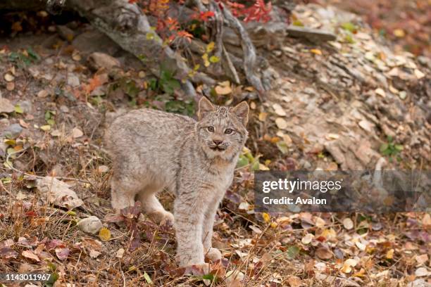 Canadian Lynx cub standing at entrance to den under fallen tree, Montana, USA, October, controlled subject.