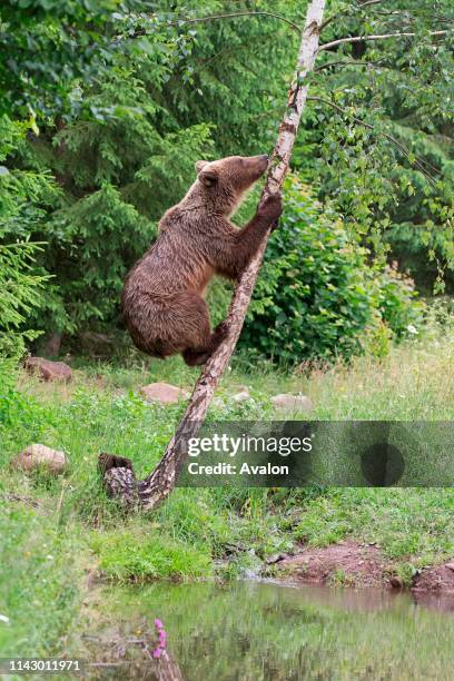 European Brown Bear adult climbing tree, Transylvania, Romania, June.