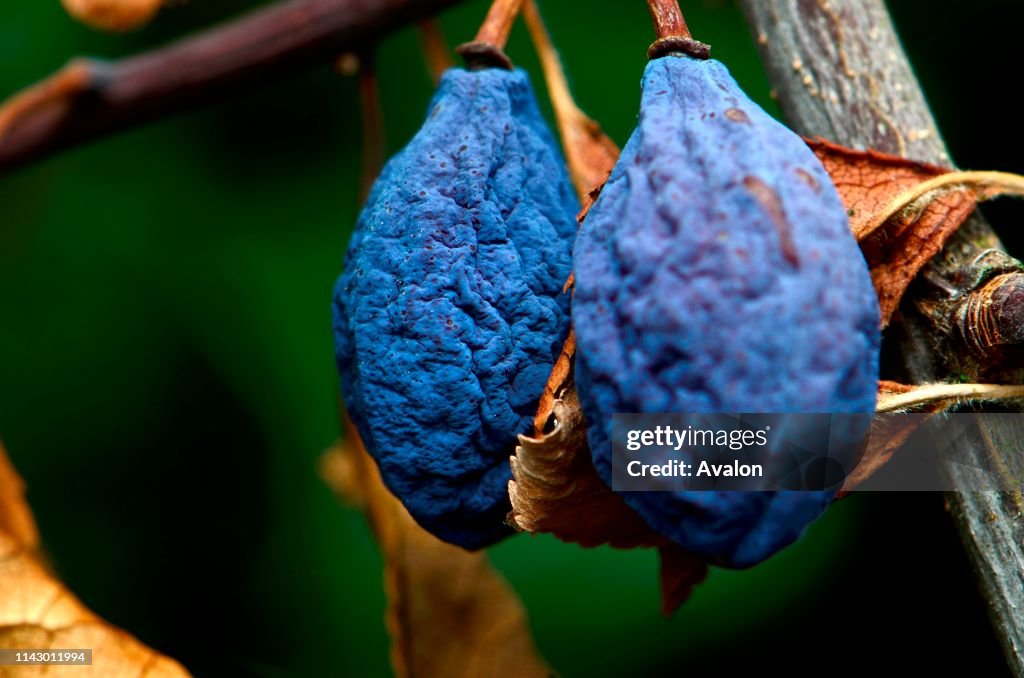Shrivelled damsons (Prunus domestica) at the end of the season