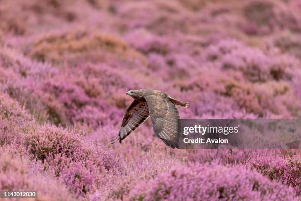 Common Buzzard adult male flying over flowering heather, Suffolk, England, August, controlled subject.