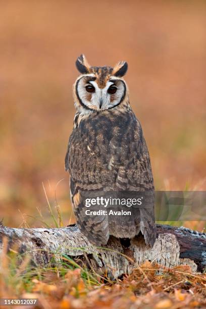 Striped Owl adult perched on log on ground, November, controlled subject.