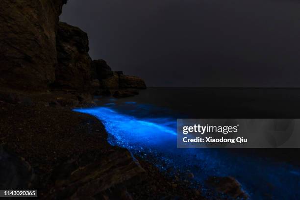 fluorescent beach in yellow sea - bioluminescência imagens e fotografias de stock