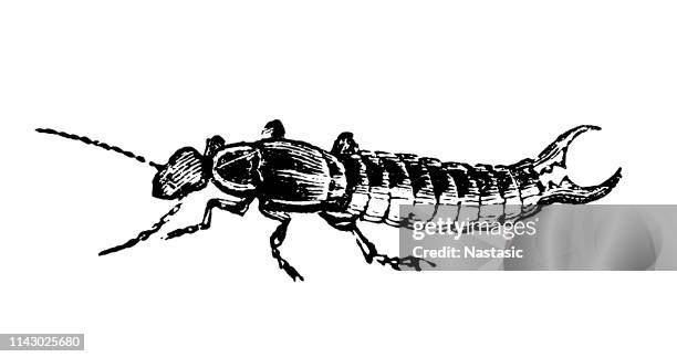 earwig (forficula auricularia) - earwig stock illustrations