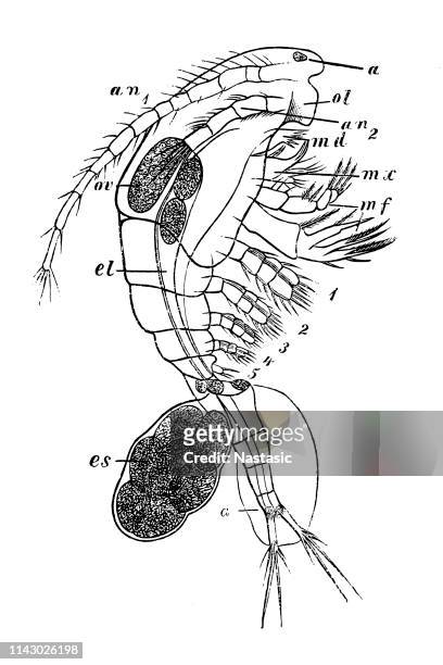 freshwater copepod (cyclops serrulatus) - cyclopoid copepod stock illustrations