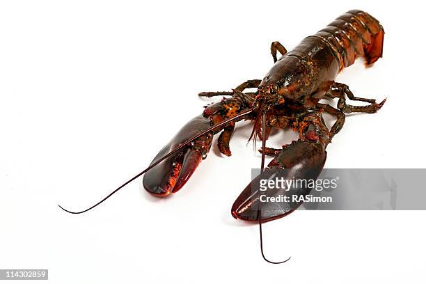 477 Animated Lobster Photos and Premium High Res Pictures - Getty Images
