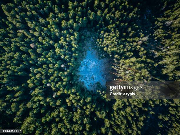 ariel-blick direkt über dem herbstwald - thüringen stock-fotos und bilder