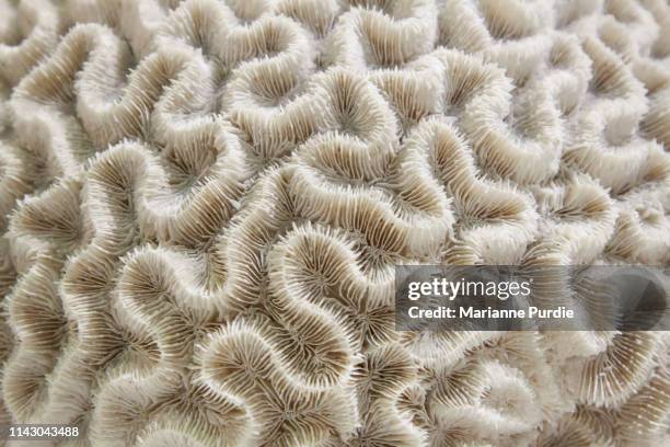 brain coral - coquille et coquillage photos et images de collection