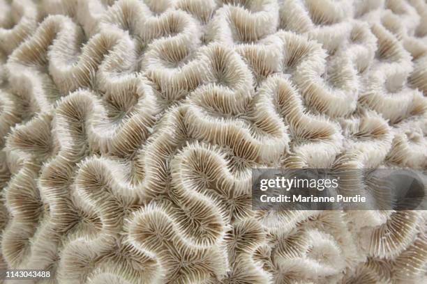 brain coral - 炭酸石灰 ストックフォトと画像