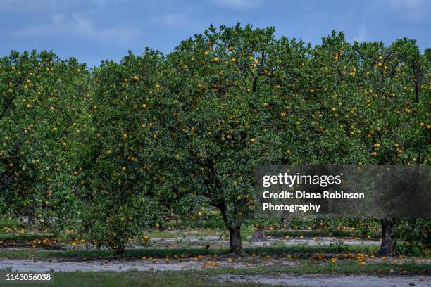 oranges on trees in orange grove in southwest florida - orange orchard stock pictures, royalty-free photos & images