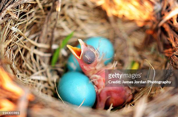 baby robin sits in nest - hatching - fotografias e filmes do acervo