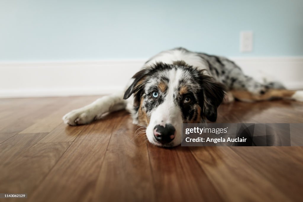 Portrait of a Blue Merle Australian Shepherd Puppy
