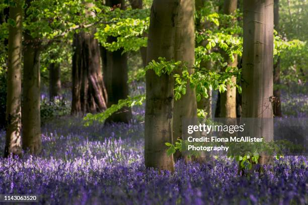 english bluebells under beech tree woodland - northants stock pictures, royalty-free photos & images