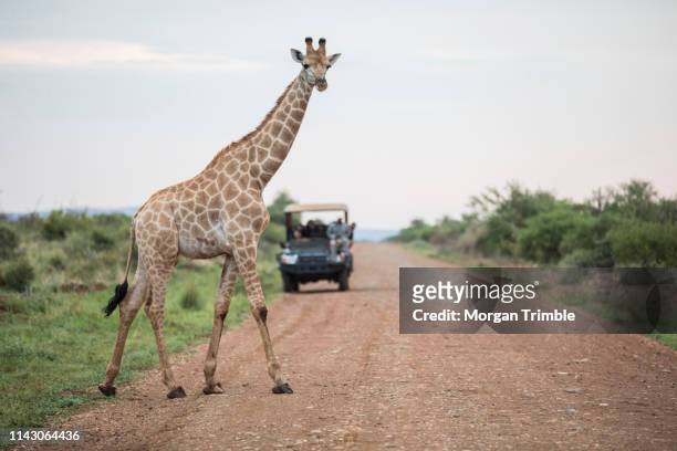 a southern giraffe, giraffa giraffa, crosses the road in front of tourists on an open game drive vehicle in madikwe game reserve, north west province, south africa. - madikwe game reserve stock pictures, royalty-free photos & images