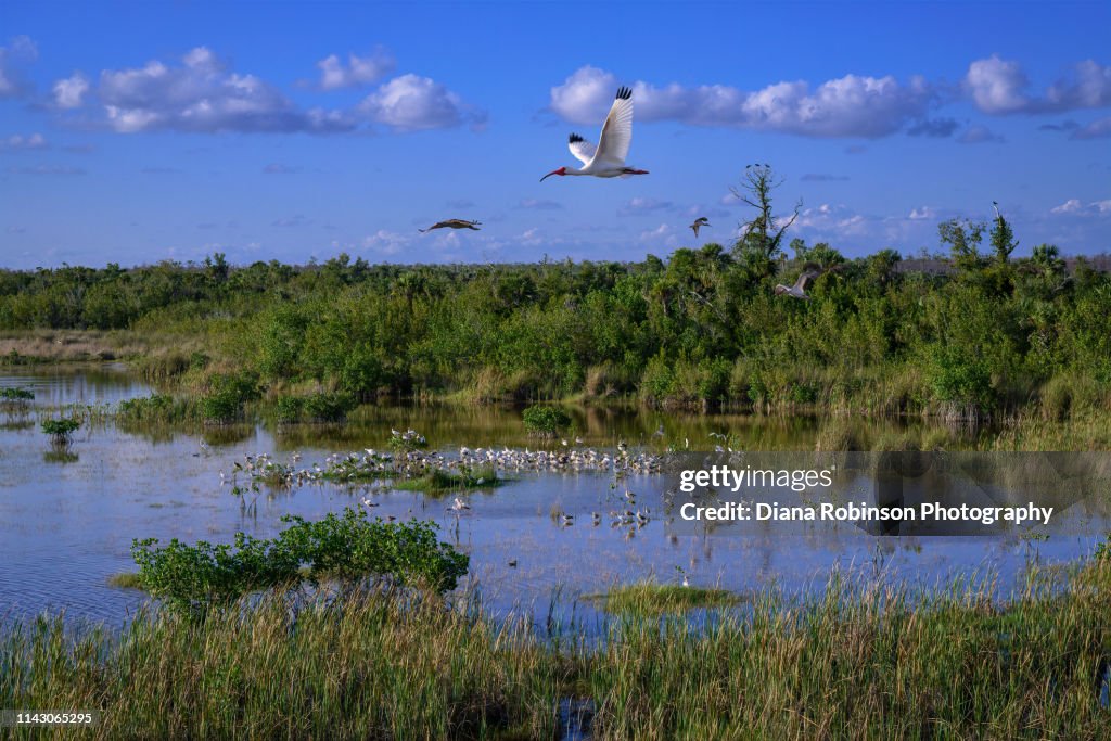 White Ibis in flight over large group of birds at Ten Thousand Islands National Wildlife Refuge near South Naples, Florida