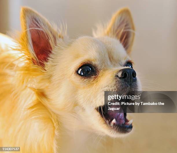 diego with open mouth - barking stock pictures, royalty-free photos & images