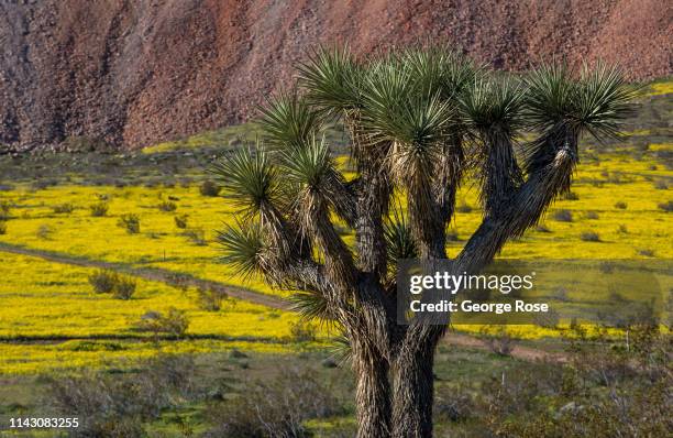 Fields of yellow goldfields and other wildflowers, located one hour north of Los Angeles, pop out in a rare "super bloom" on March 21 near Mojave,...