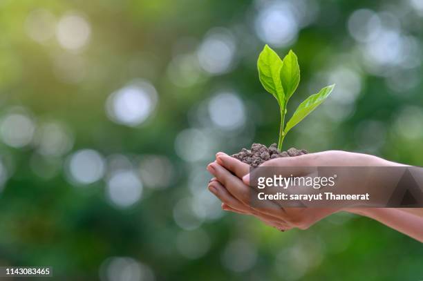 environment earth day in the hands of trees growing seedlings. bokeh green background female hand holding tree on nature field grass forest conservation concept - child globe stockfoto's en -beelden